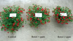 Tips on Getting the Most Out of Plant Growth Regulators