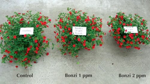 Tips on Getting the Most Out of Plant Growth Regulators