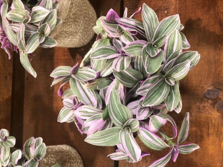 Tradescantia 'Feeling Flirty' (Proven Winners)