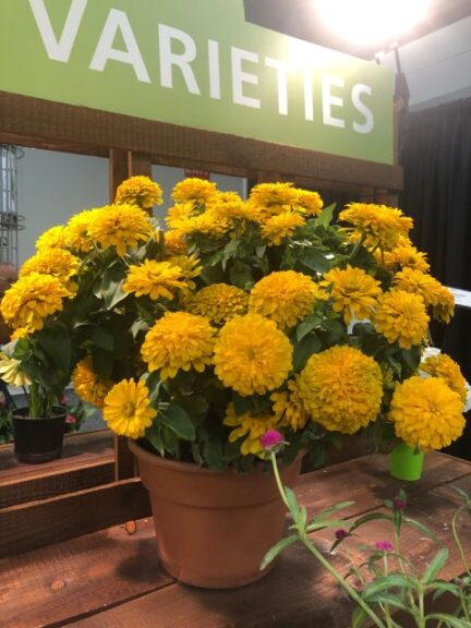 Zinnia 'Zesty Yellow' (Ball Ingenuity)