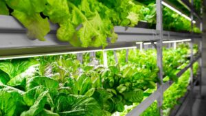 CEA Design and Engineering Company Reflects on How the Indoor Growing Market Is Evolving