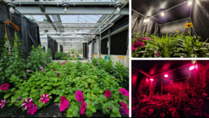 Why White LEDs May be a Cost-Effective Lighting Option