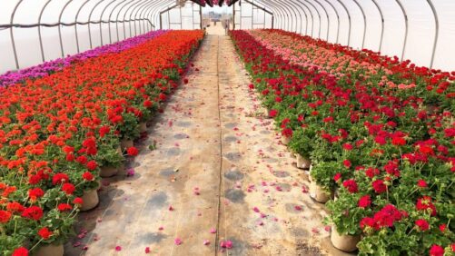 Compostable Pots Are an Emerging Need for Greenhouse Growers