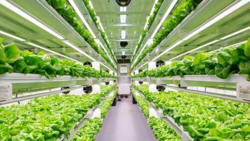 How One Ag Tech Company Is Making an Impact in Sustainability
