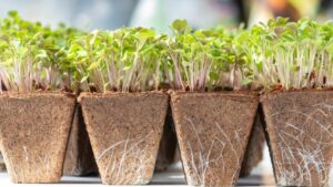 Why Appearance and Durability Matter in the Range of Biocontainers