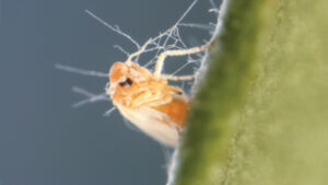 Velifer® Fungal Contact Insecticide/Miticide