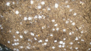 Got Mold in Your Media? Don’t Be Alarmed