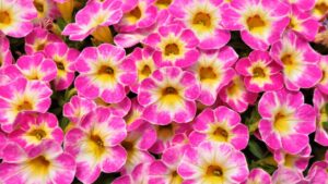 15 Heat-Tolerant Plant Varieties Your Customers Will Enjoy