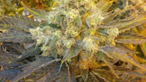 Nine Tips for Improving the Efficacy of Your Spray Program