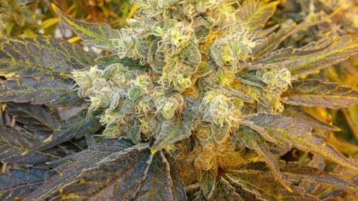 Nine Tips for Improving the Efficacy of Your Spray Program