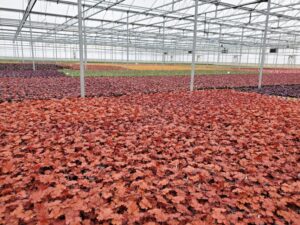 Cover Story Extra: A Closer Look at How Corso’s Horticulture Cares For its Employees and its Plants