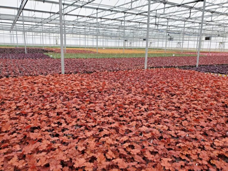 Cover Story Extra: A Closer Look at How Corso’s Horticulture Cares For its Employees and its Plants