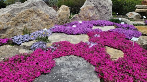 Podcast Explores Why Plants Should Come First in Landscaping