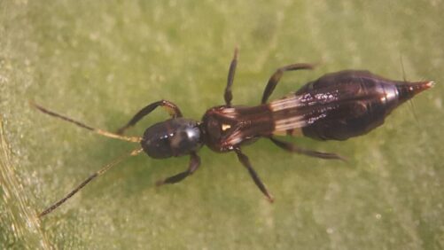 Poinsettia Thrips Beware! There’s a New Predator in the Greenhouse