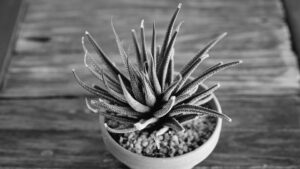 #Instagood: What are the Top 10 Most Instagrammable Plants Right Now?