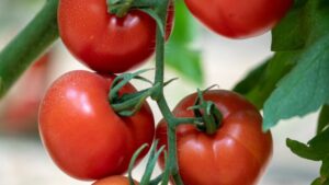 Hazera Launches New Virus-Resistant Tomato Varieties