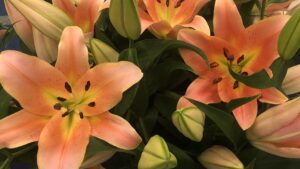 Floriculture Wave Shows No Signs of Slowing Down