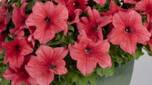 Surfinia XXL petunias