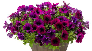 Suntory Flowers Expands Two Surfinia Petunia Series: Heavenly and XXL