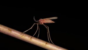New Predatory Midge May Offer Effective Mite Control