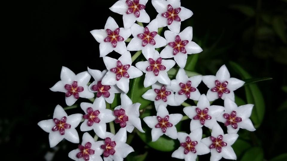 7. Hoya (303,440 posts)