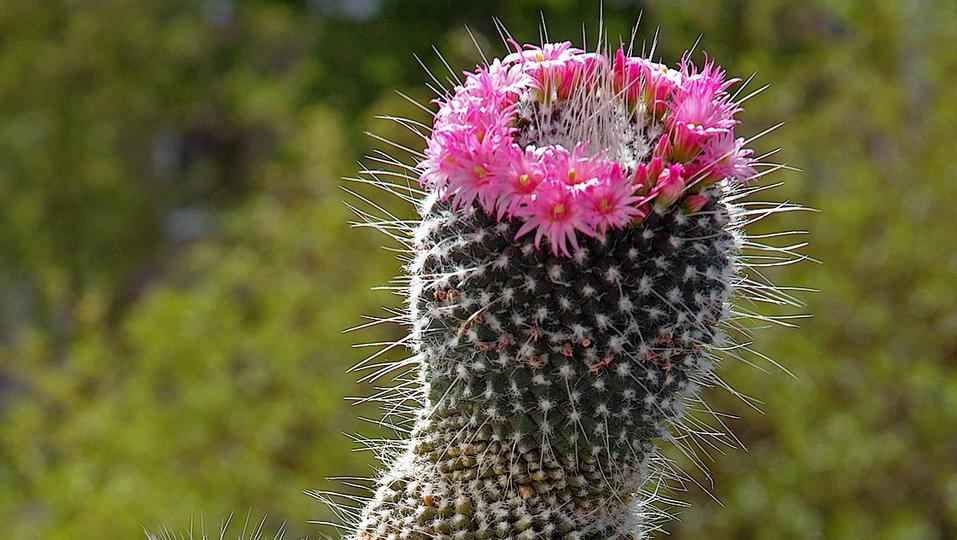 5. Pincushion Cactus (529,729 posts)