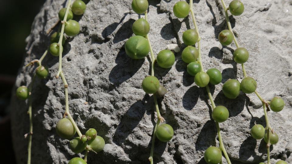 8. String of Pearls (233,711 posts)