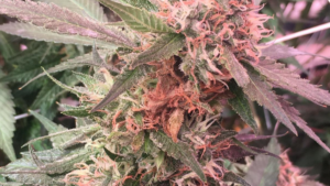 Ways to Prevent Botrytis From Ruining Your Cannabis Crop