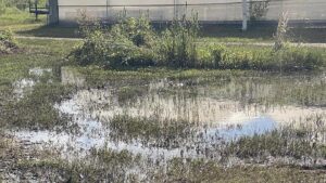 Surviving Hurricane Ian: A Case for Resilience in Greenhouse Design