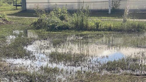 Surviving Hurricane Ian: A Case for Resilience in Greenhouse Design