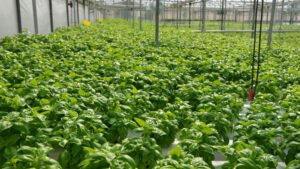 Research Team Will Explore the Great Potential of Greenhouse Culinary Herbs