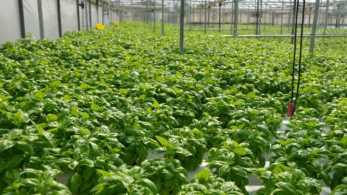 Research Team Will Explore the Great Potential of Greenhouse Culinary Herbs