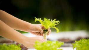 Two Perspectives on Closing the Price Gap for Indoor-Grown Leafy Greens