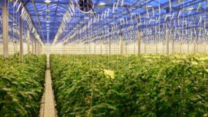 New Research Project Seeks to Help Greenhouse Growers Create Ideal Growing Environment