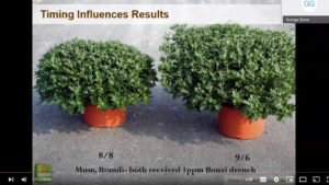 The Benefits and Most Effective Use of Plant Growth Regulators