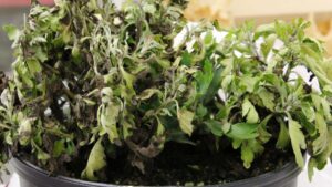 Learning Opportunity: How To Protect Floriculture Crops from Oomycete Pathogens