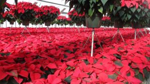 Tips on Proper Poinsettia Fertilization in the Greenhouse