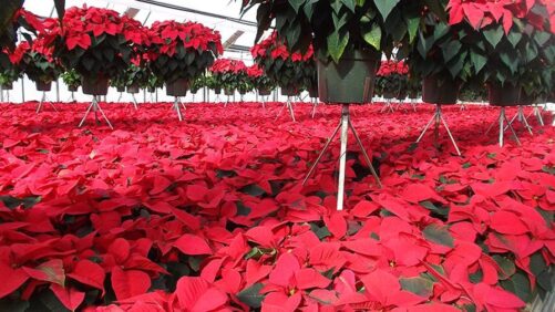 Tips on Proper Poinsettia Fertilization in the Greenhouse