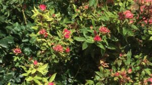 Researchers Aim to Quash Spread of Rose Rosette Disease