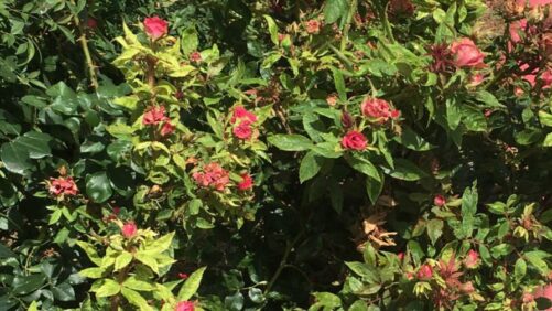 Research Finds a Way to Distinguish Rose Rosette Disease and Herbicide Symptoms