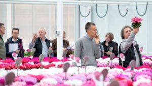Get an Up-Close View of Cyclamen At Schoneveld Breeding Open Days