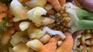 Vanilla, Turmeric Join Market as Greenhouse Herbs