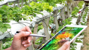 Exploring Indoor Raspberries? Solutions May Be Imminent