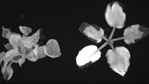 Researchers Get Proactive in Reducing Plant Stress