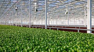 AppHarvest Opens New 15-Acre Indoor Salad Greens Facility