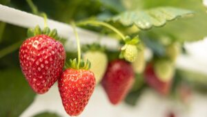 AppHarvest Opens New Strawberry and Cucumber Production Facility