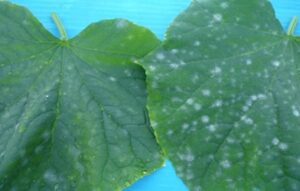Dealing with a large fungus in greenhouse cucumbers using biologics