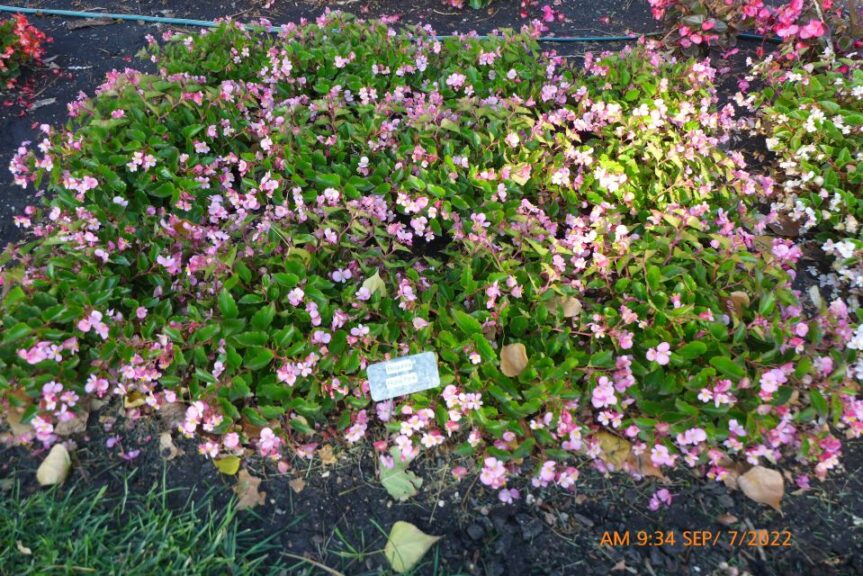 Begonia 'Hula Pink' (PanAmerican Seed)