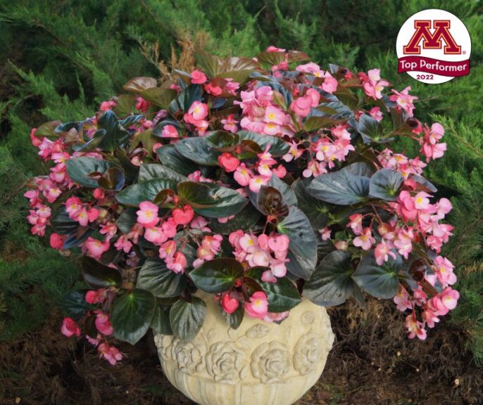 Begonia ‘Megawatt Pink Bronze Leaf Improved’ (PanAmerican Seed)