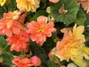 Begonia 'Prism Sunset' (Westhoff)